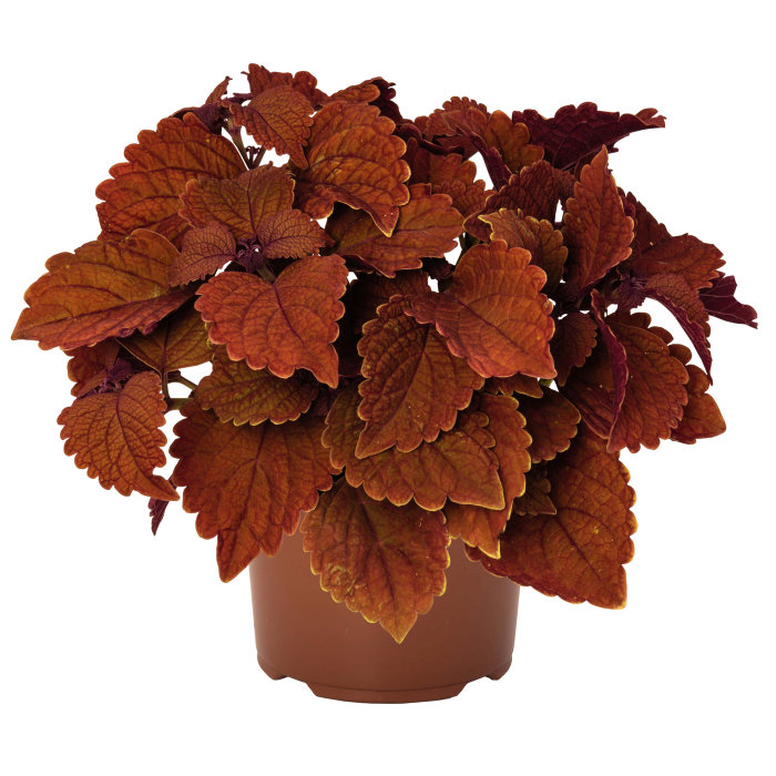 Palettblad Coleus